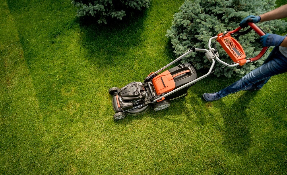 Summer Lawn Care